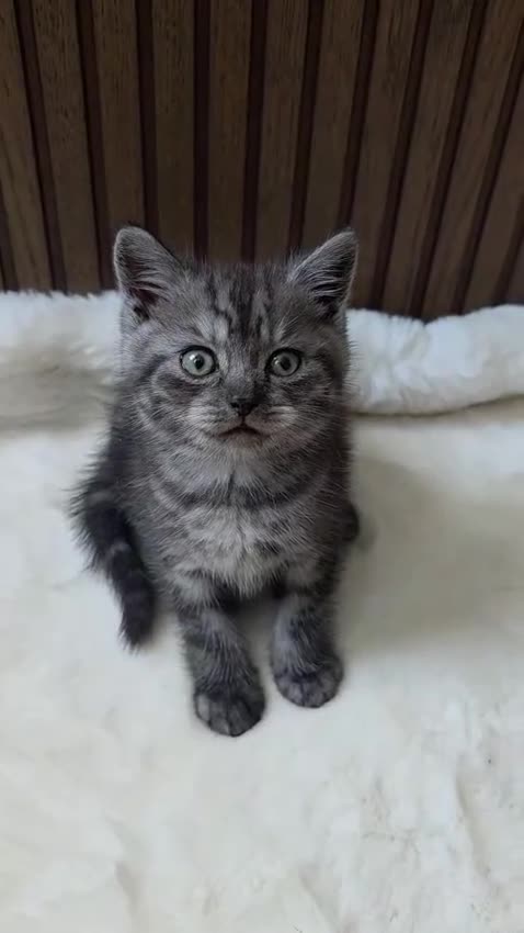 British Shorthair cats for sale: 5 Pure British Shorthair Kittens  in Watford - Video 1