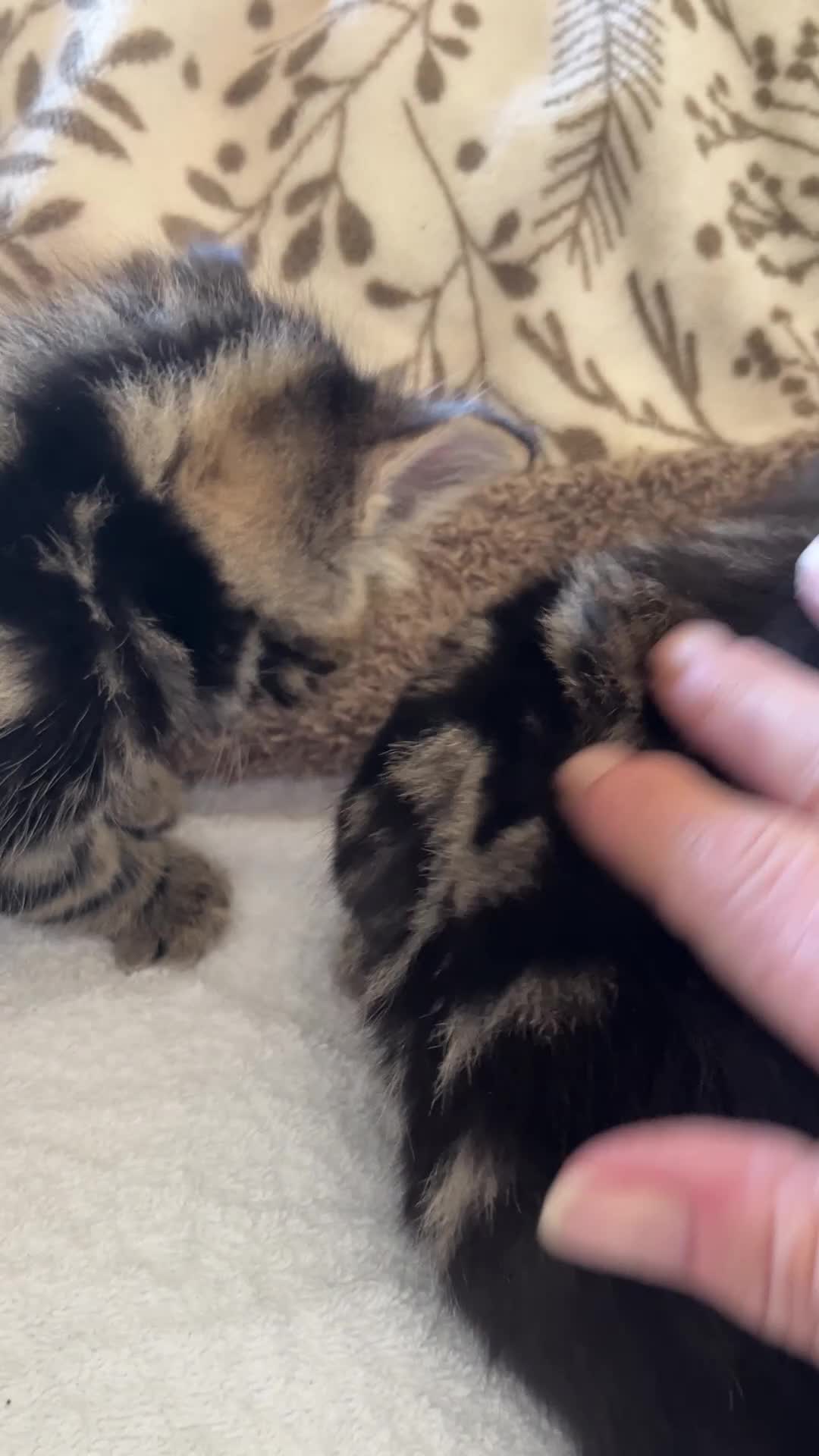 British Shorthair cats for sale: British Shorthair cross Kittens.Ready now.   - Video 3