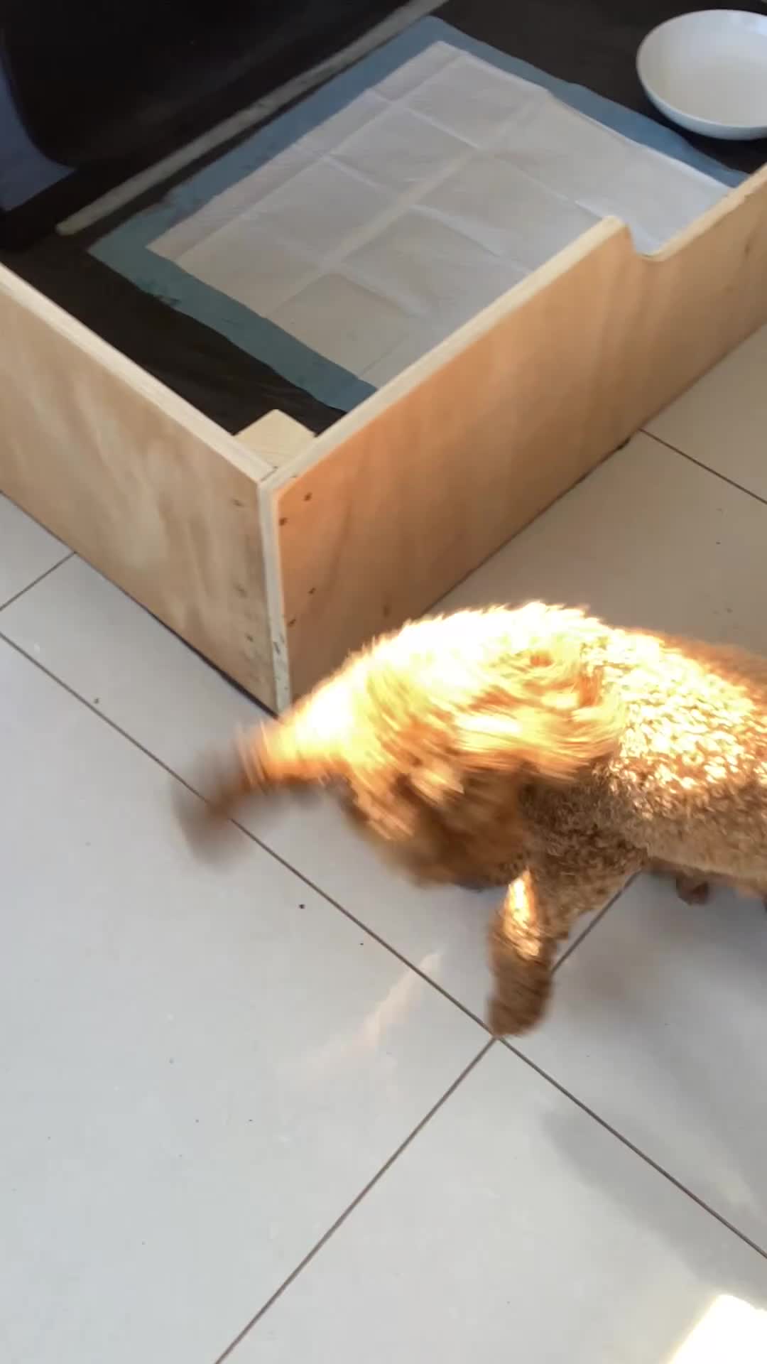 Toy Poodle dogs for sale: Toy poodle pups - Video 2