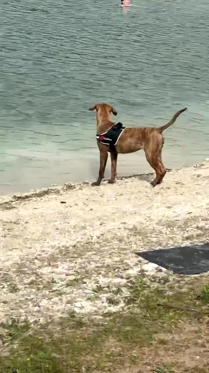 Mixed Breed dogs for sale: For sale  - Video 1