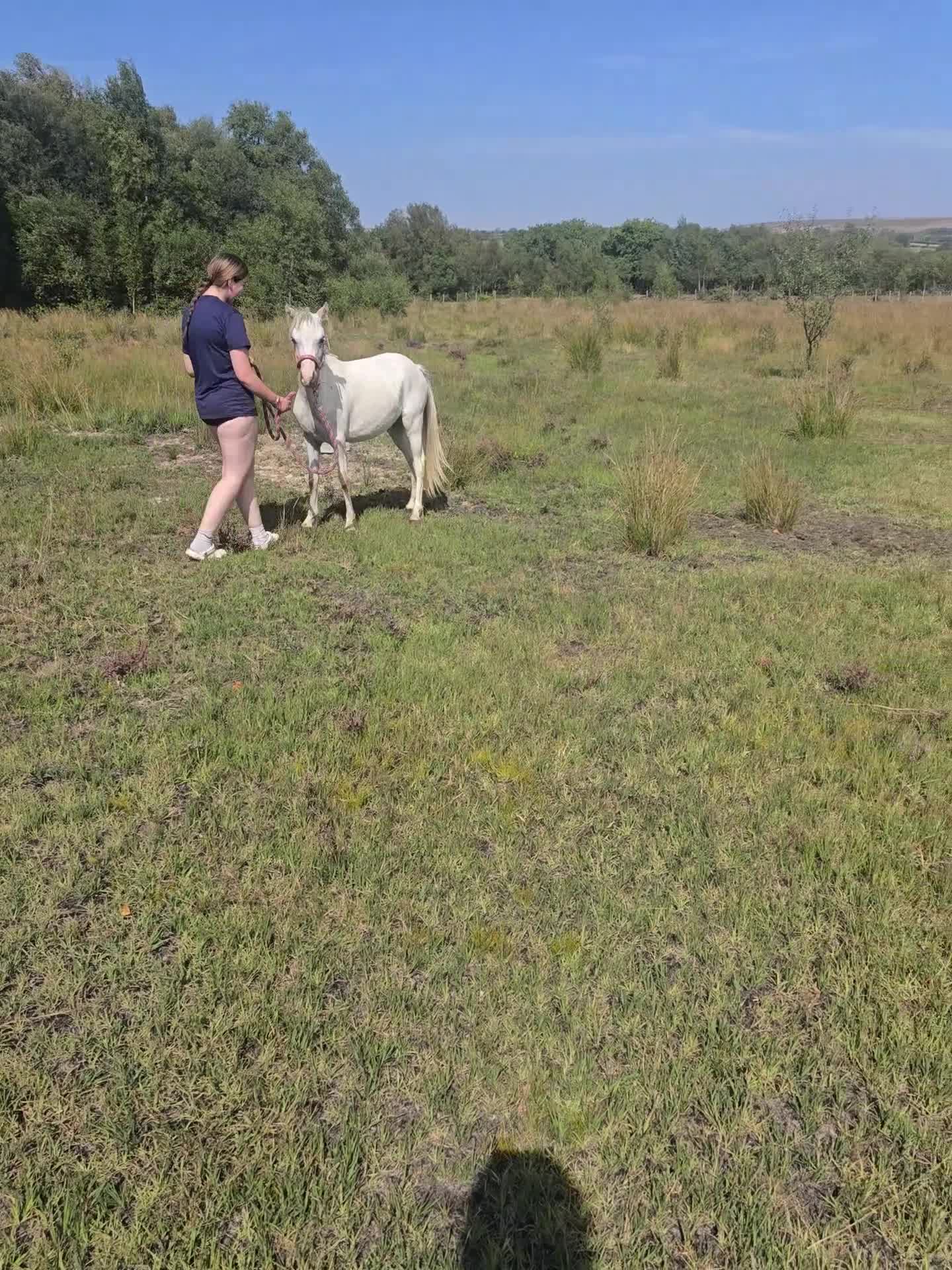 Welsh Section A horses for sale: DIVA... Looking for a 5 🌟 home. Section A Mare,  - Video 1