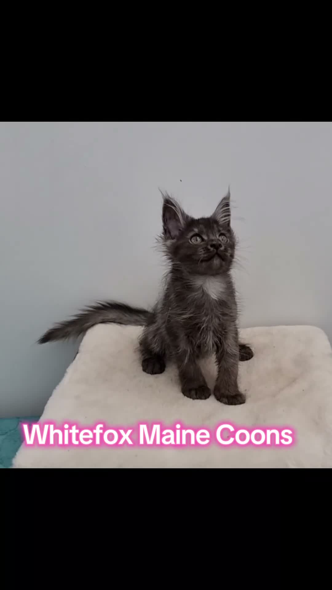 Maine Coon cats for sale: GCCF registered Pedigree Maine Coon Kittens - Video 1