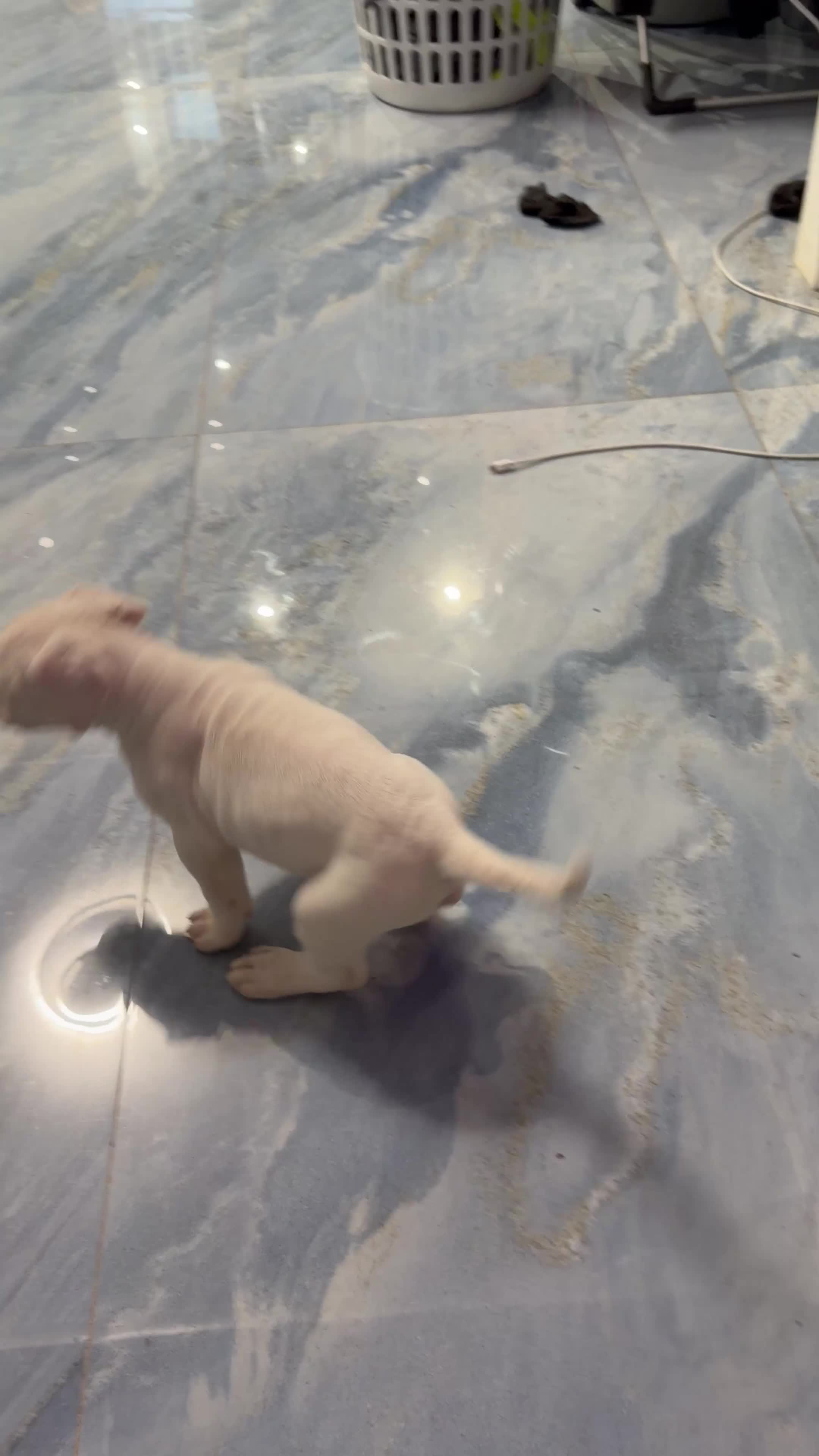 Bullmastiff dogs for sale: Beautiful puppies - Video 1