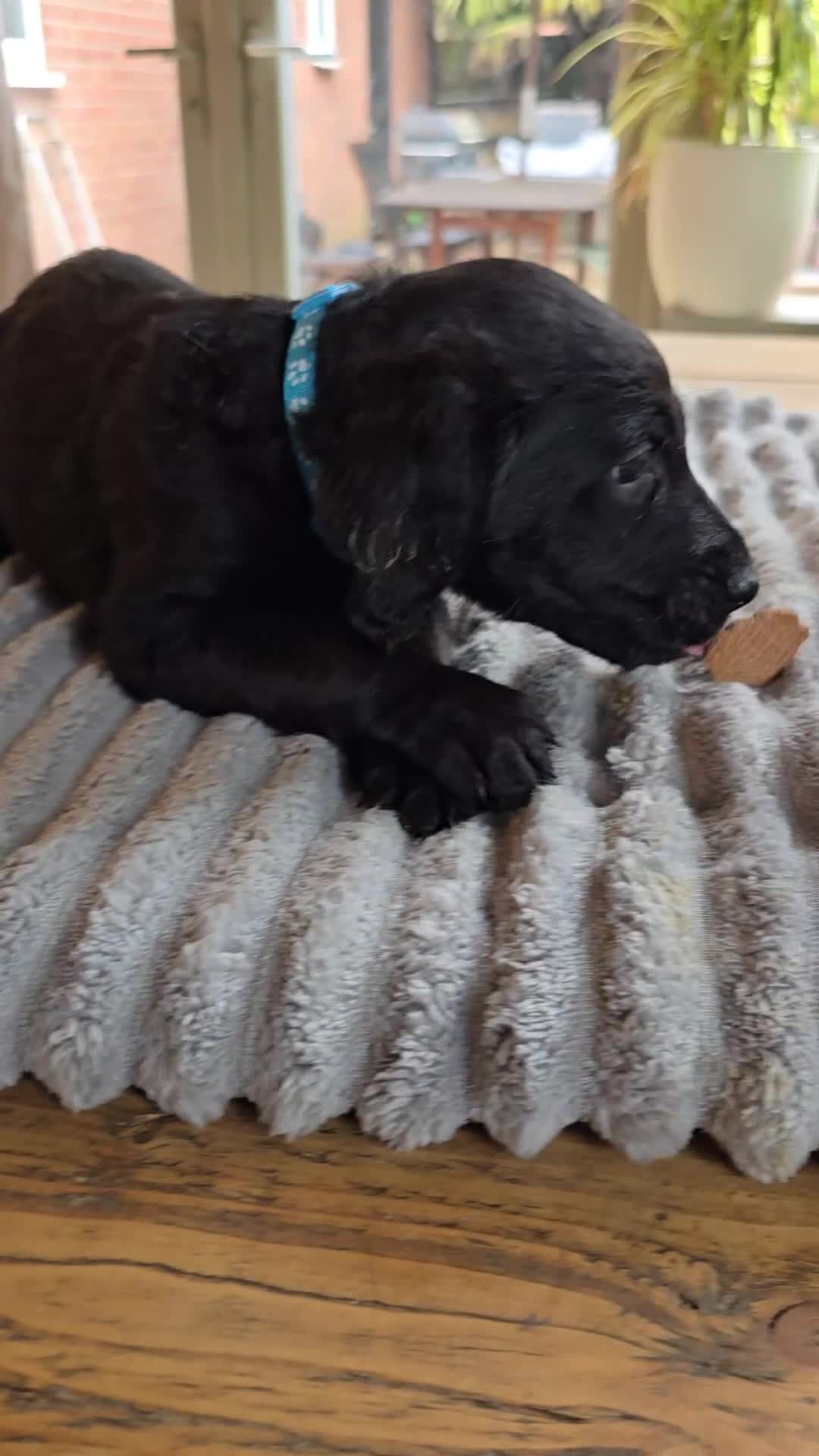 Labradoodle dogs for sale: 4 Beautiful female Labradoodles Ready to go! - Video 3
