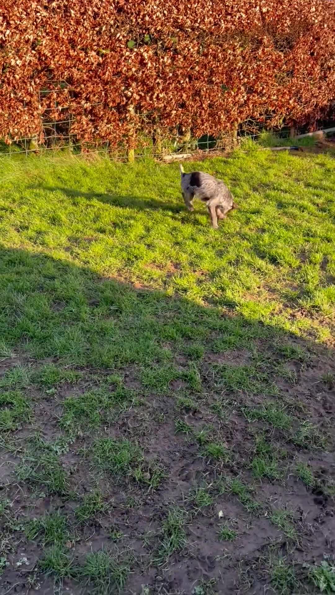 German Wirehaired Pointer dogs for sale: GWP dog pup - Video 1