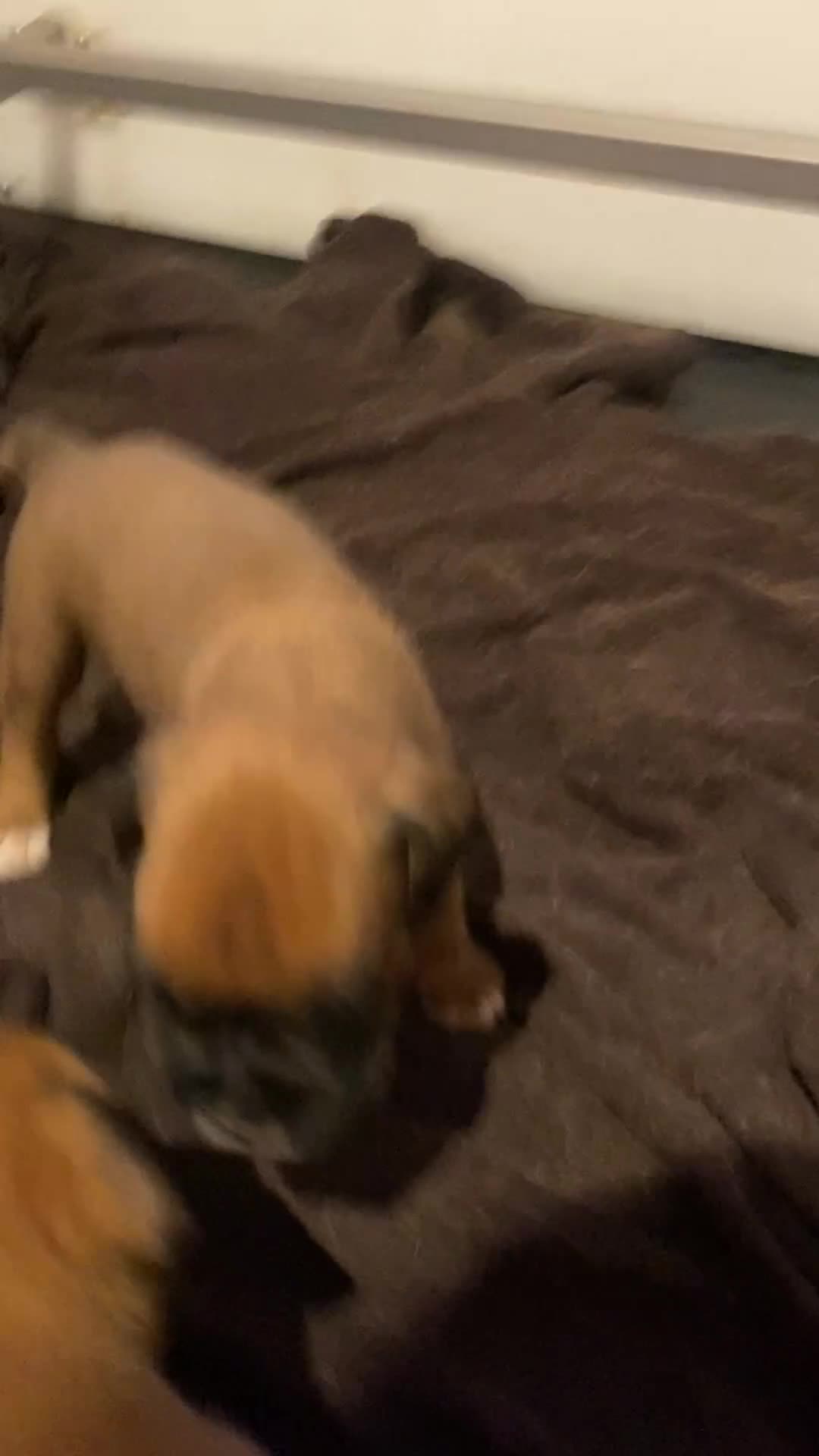 Boxer dogs for sale: 27 Champion bloodline boxers due 14th October  - Video 2