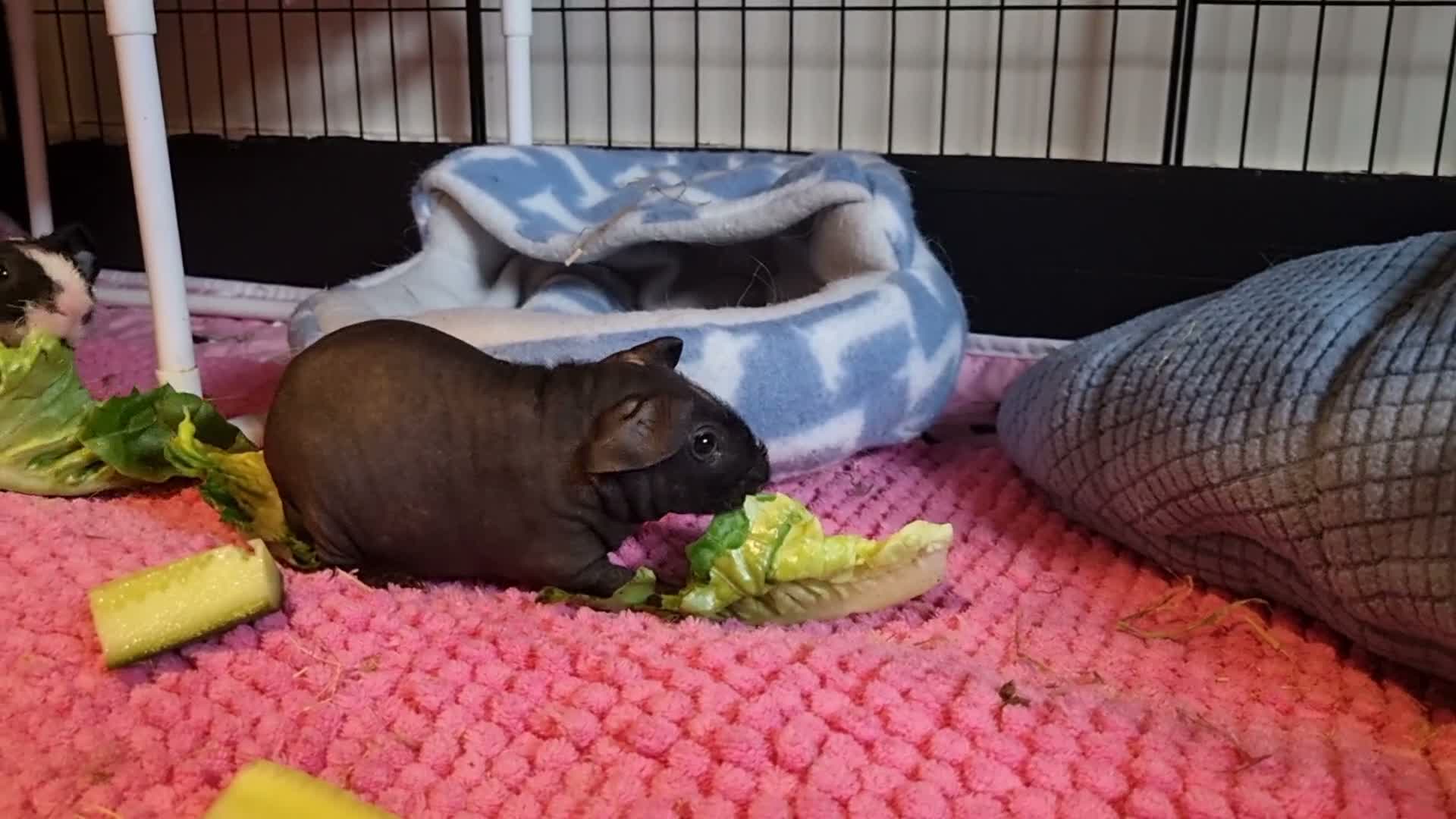 Guinea Pig rodents for sale: Male Baby Skinny Pig - Guinea Pig - Video 1