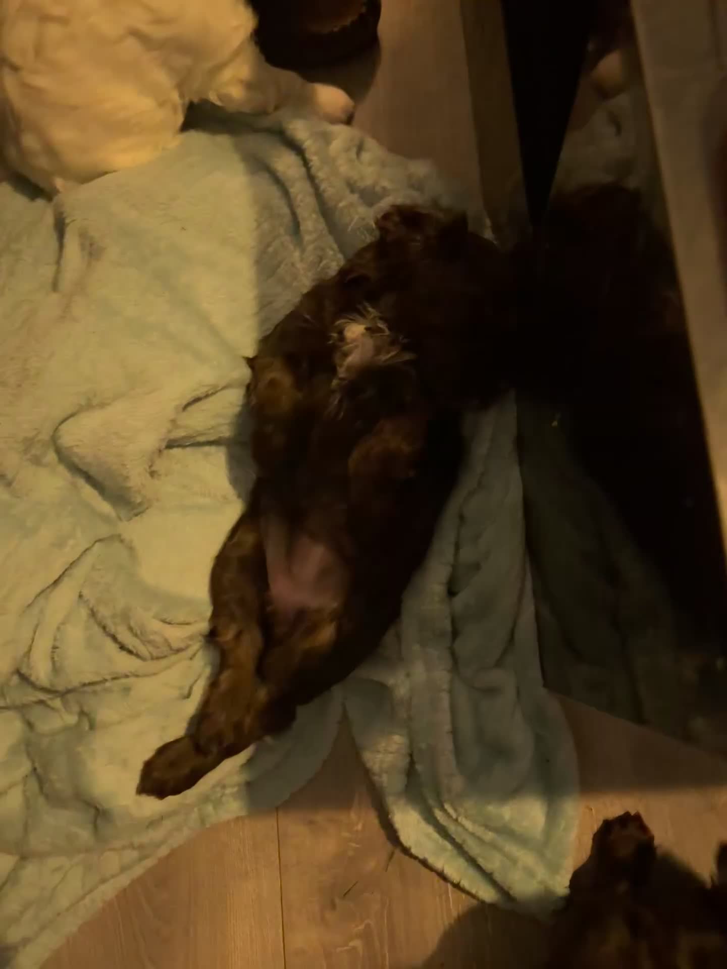 Cockapoo dogs for sale: F1b cockpoo puppies looking for forever homes.  - Video 3