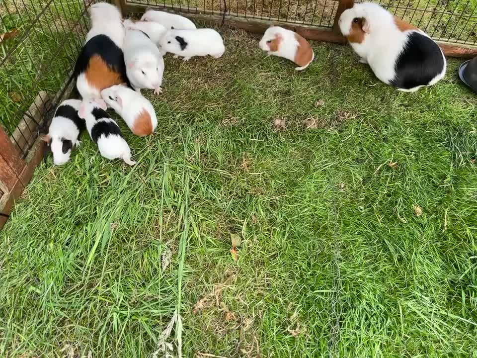 Guinea Pig rodents for sale: Guinea Pigs - Video 1