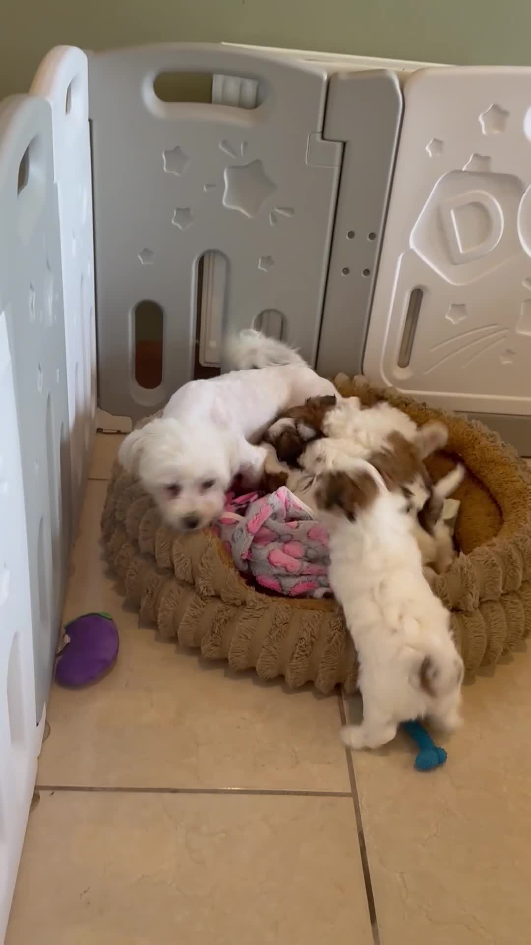 Morkie dogs for sale: RARE TOY Biewer Maltese (BIEWER MORKIE) - Video 1