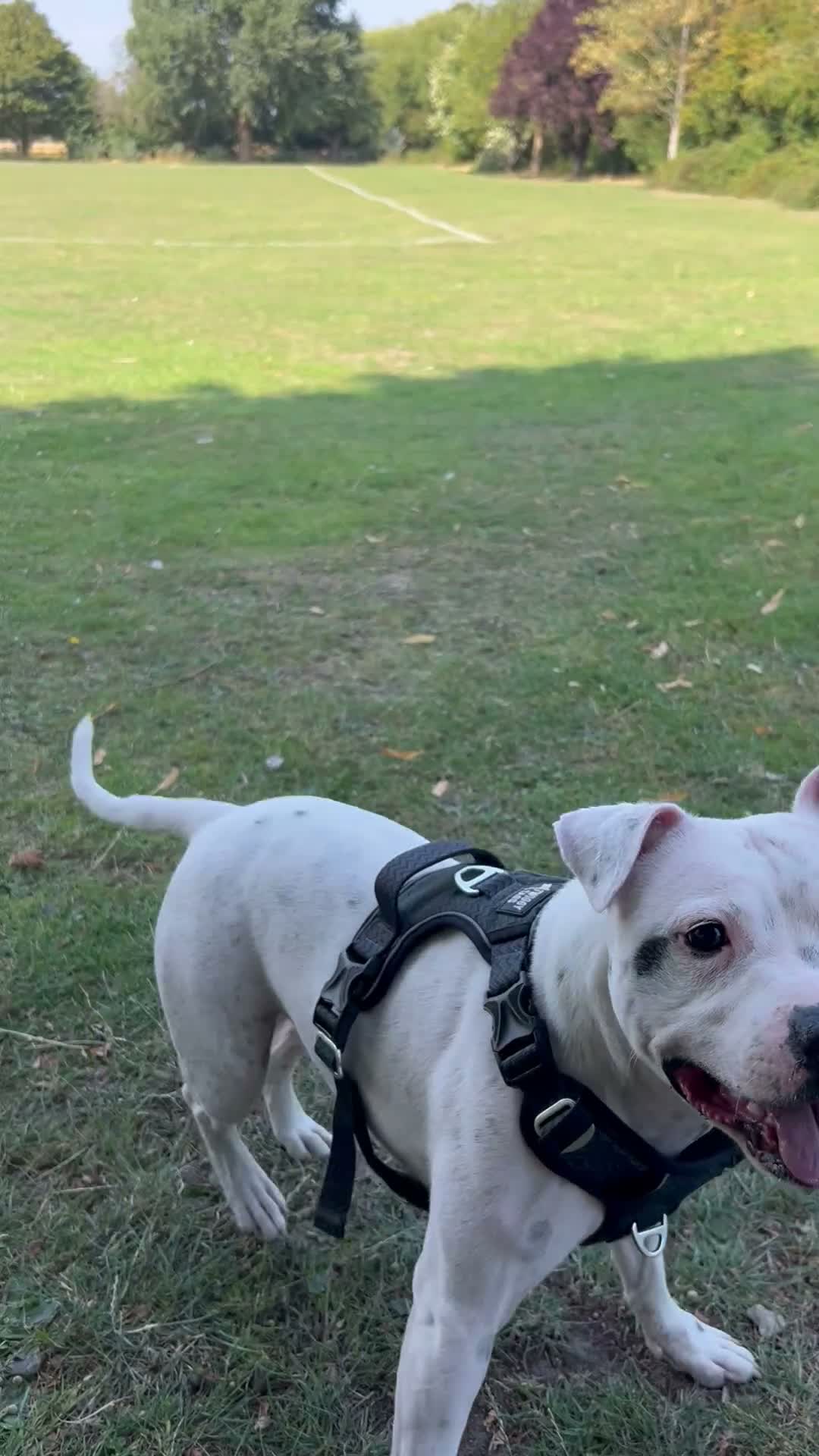 Staffordshire Bull Terrier dogs for sale: 4.5 year old Male Staffordshire bull terrier  - Video 1