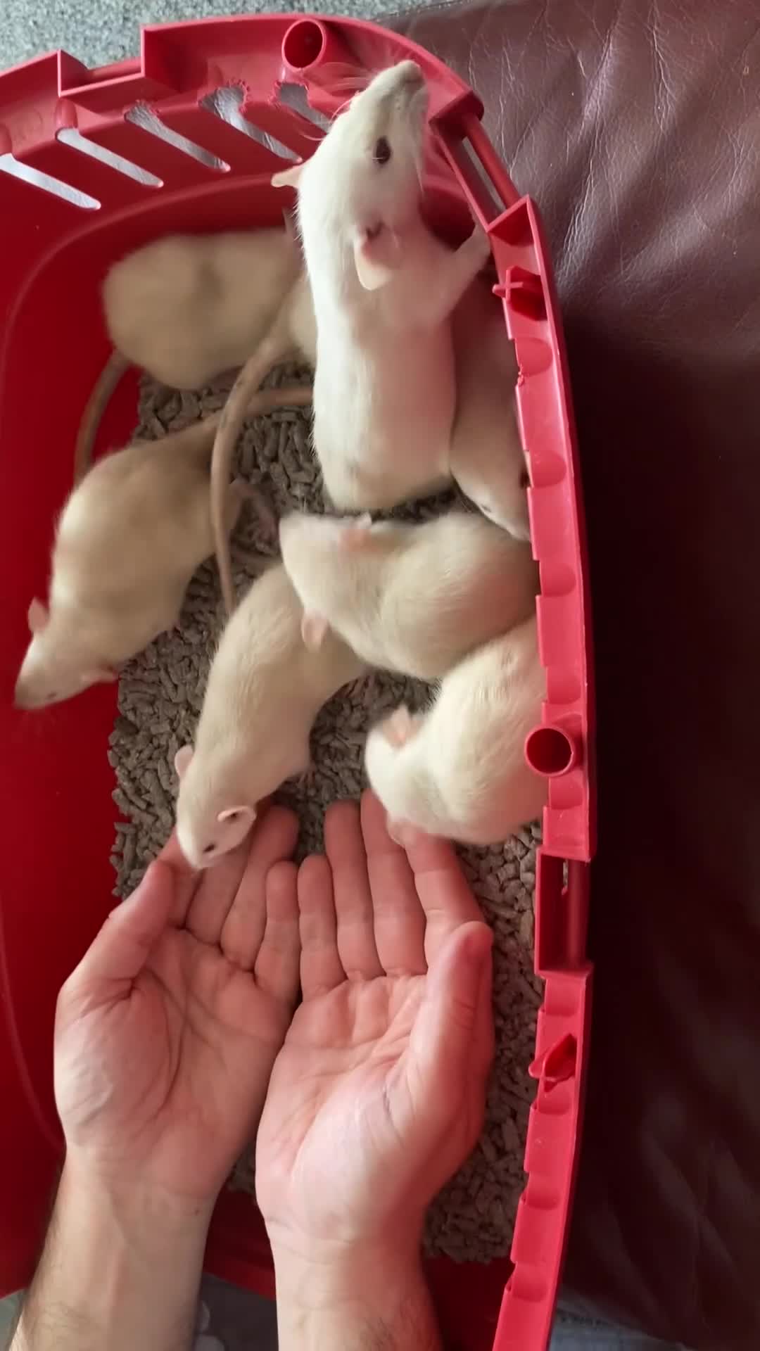 Rat rodents for sale: Adorable Dumbo Baby Rats, Looking For Loving Homes - Video 1