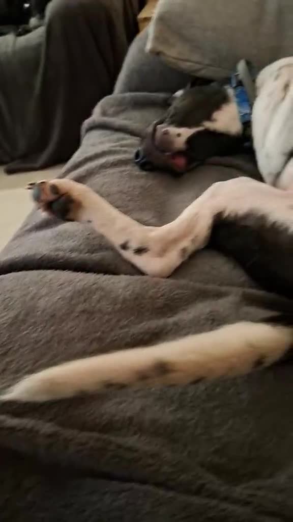 Mixed Breed dogs for adoption: Stratos ! ❤️ a Cypriot sweetheart  - Video 5