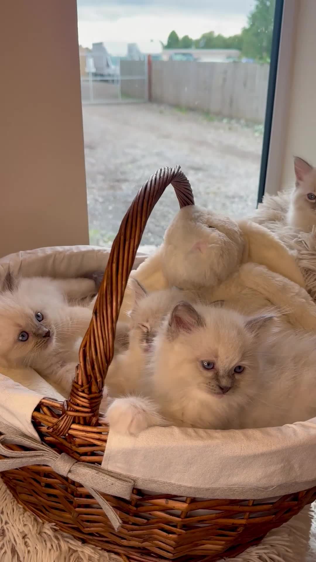 Ragdoll cats for sale: Beautiful Pure-bred Ragdoll Kittens  - Video 1