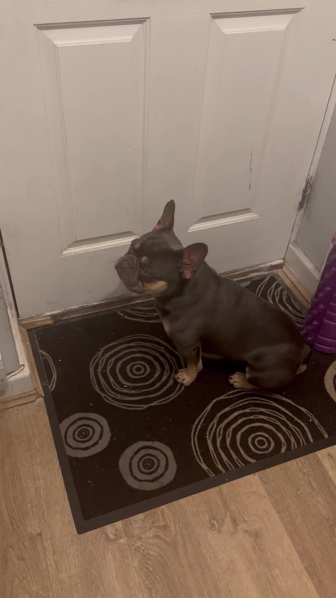 French Bulldog dogs for sale: Cute French bulldog  - Video 1