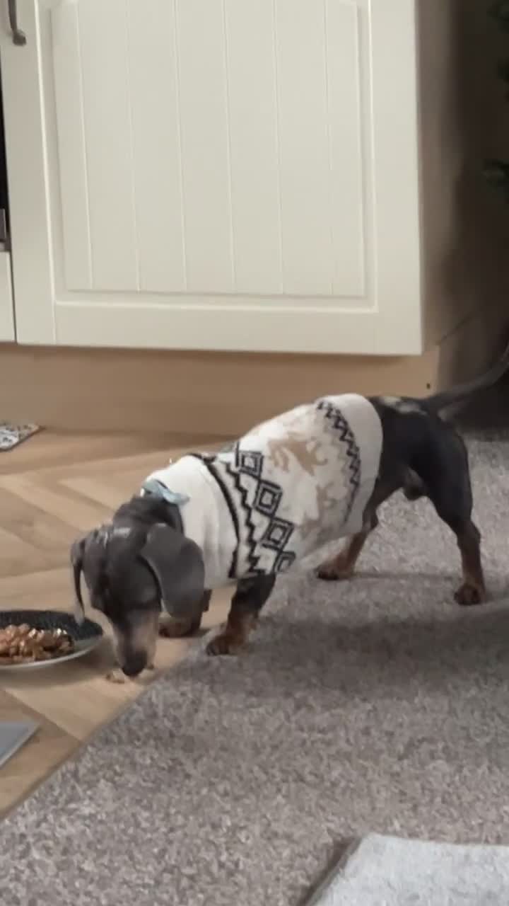 Dachshund dogs for sale: Blue dapple dashund puppy   - Video 1