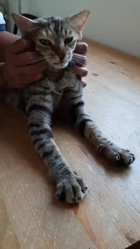 Arabian Mau cats for sale: Very special duo! - Video 3