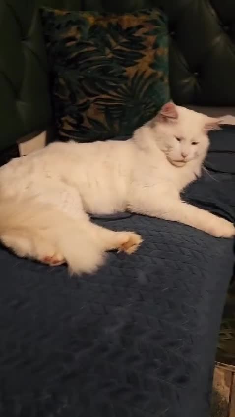 Maine Coon cats for sale: Stunning Maine Coon male - Video 4