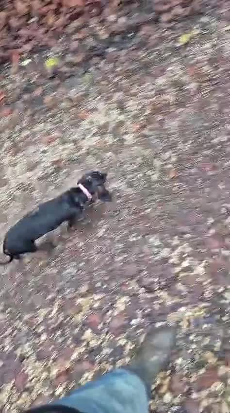 Dachshund dogs for sale: Pepper the miniature dachshund - Video 1