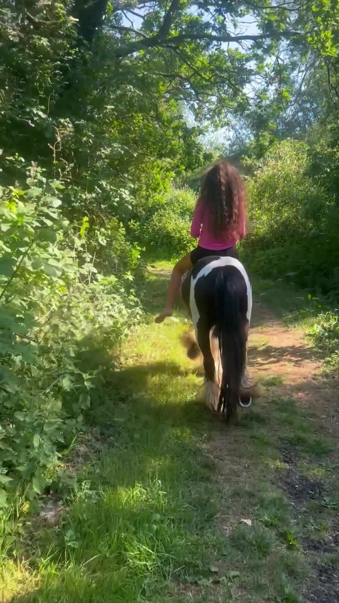 Irish Cob horses for sale: ⭐️TYSON⭐️ - Video 3