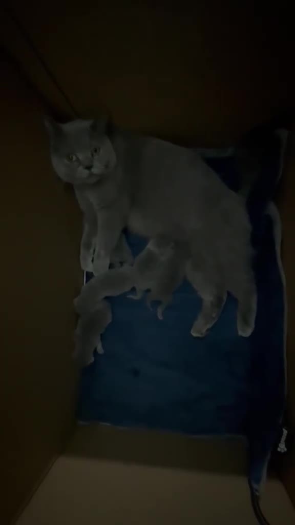 British Shorthair cats for sale: Blue British Shorthair Kittens | Pedigree in London - Video 1