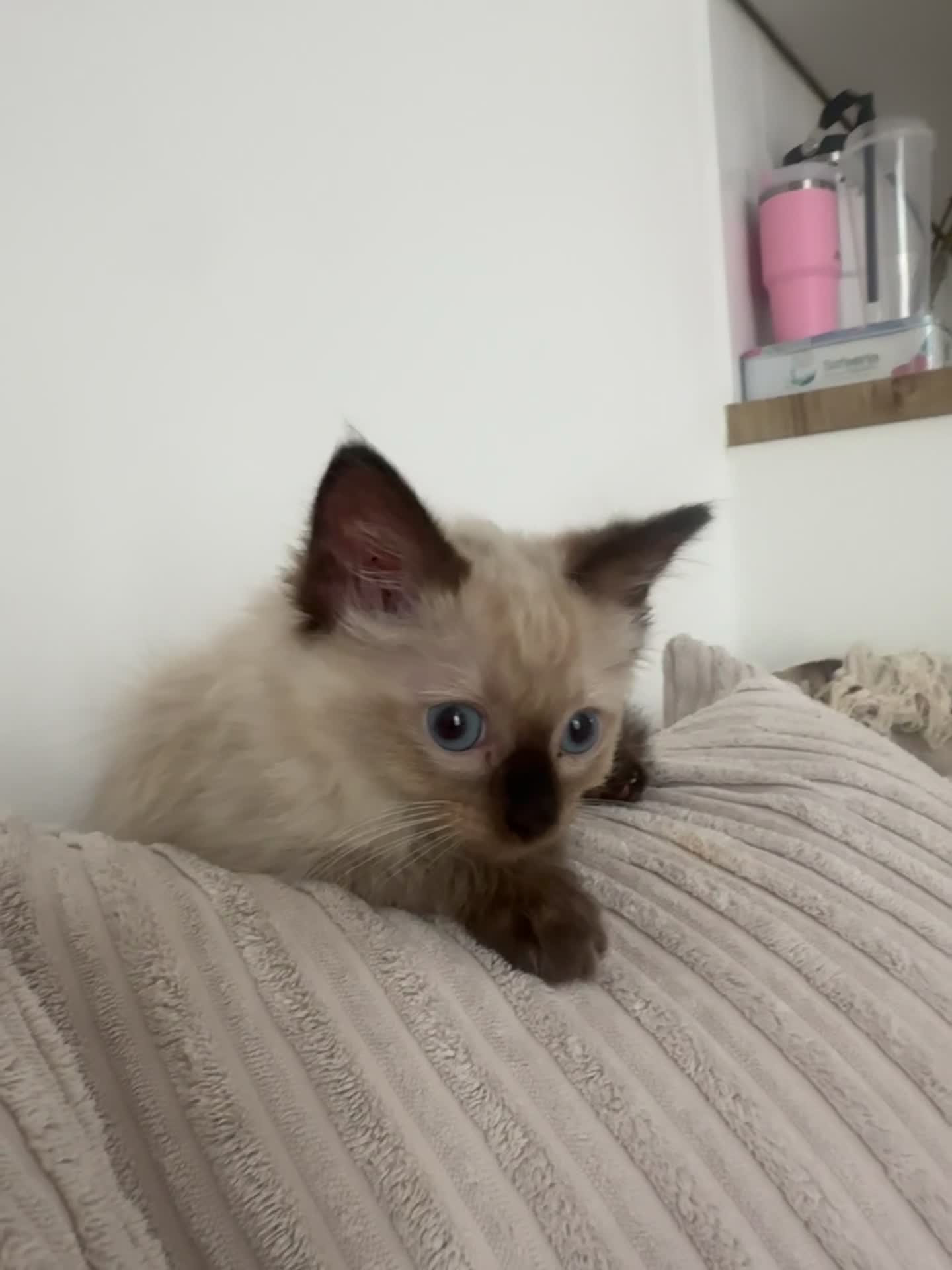 Ragdoll cats for sale: Ragdoll male kitten - Video 1