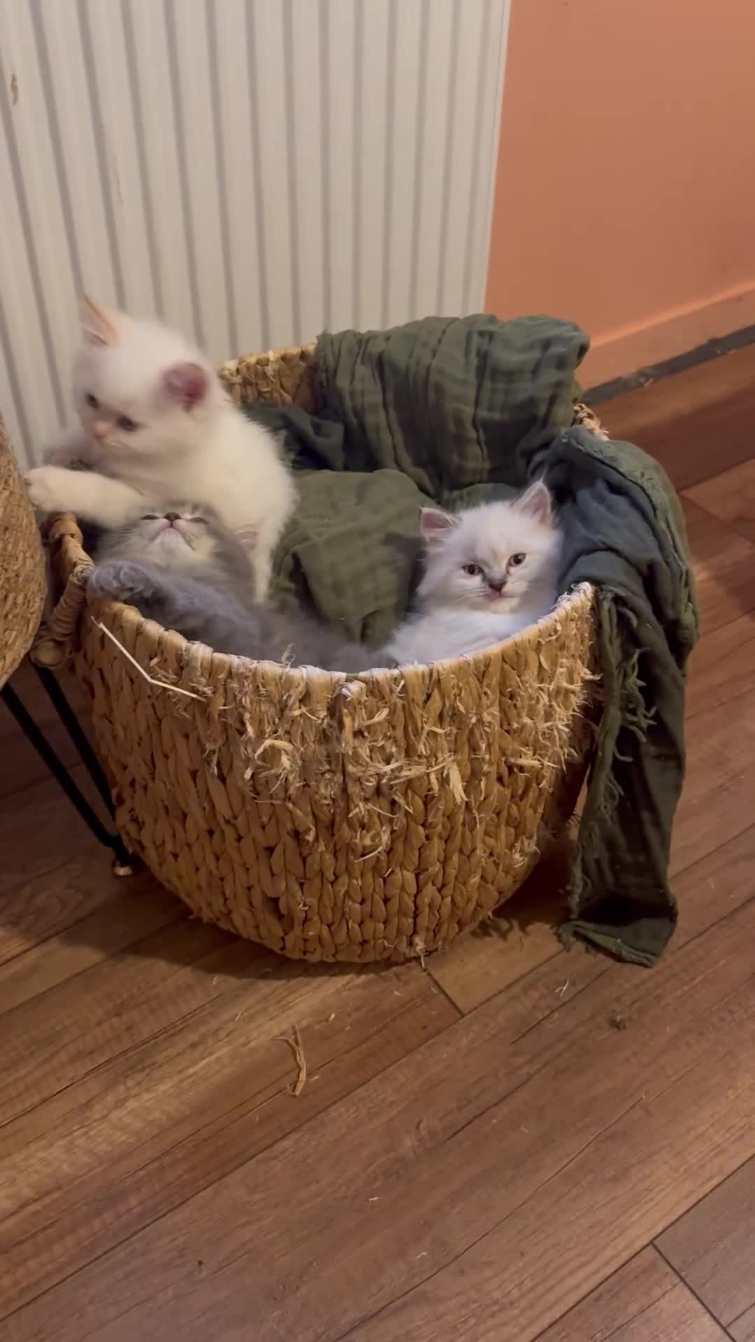 Persian cats for sale: 🐾 Curly-Haired Persian Kittens  - Video 1