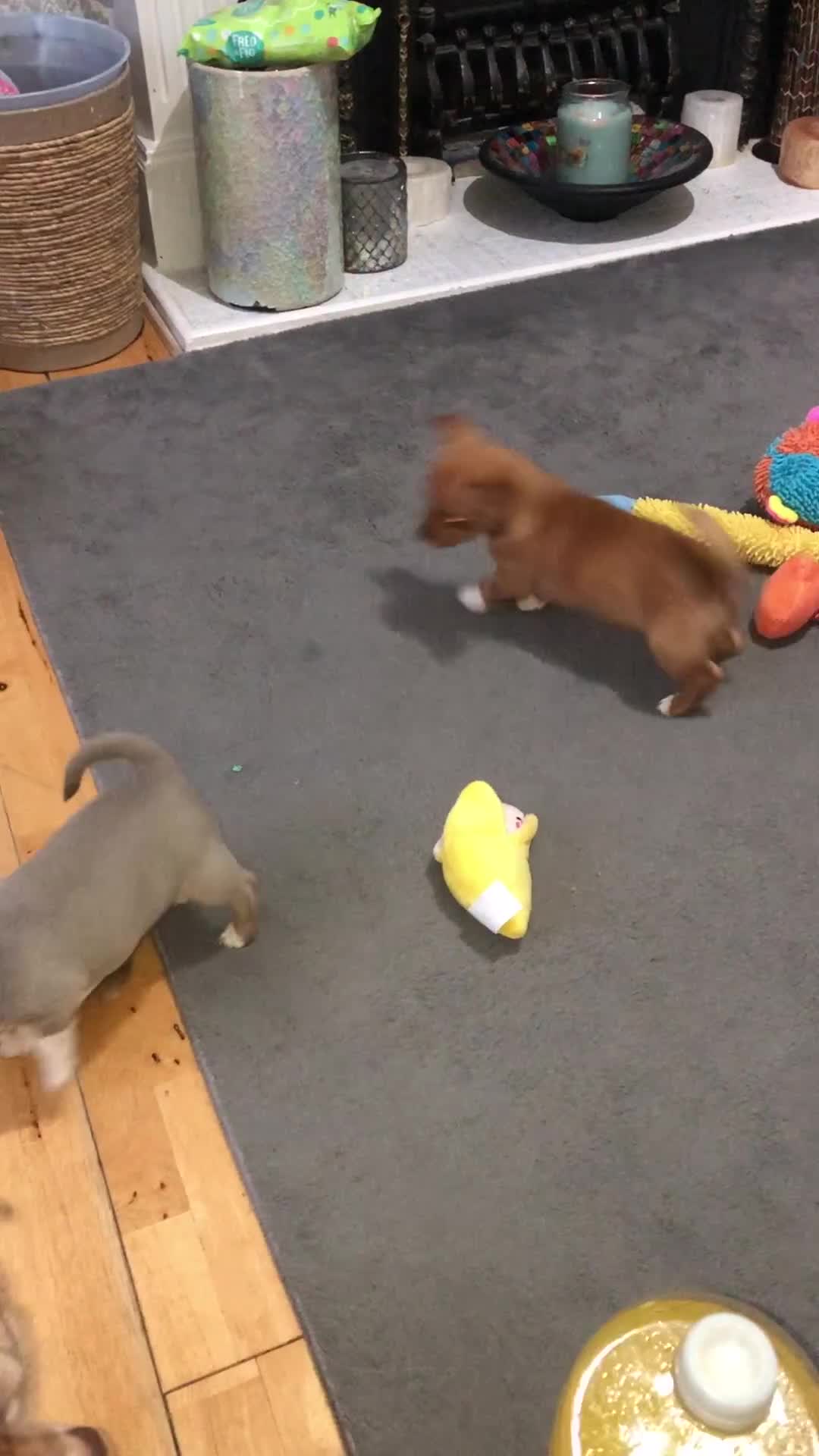 Chihuahua dogs for sale: 3 gorgeous pedigree puppies  - Video 1
