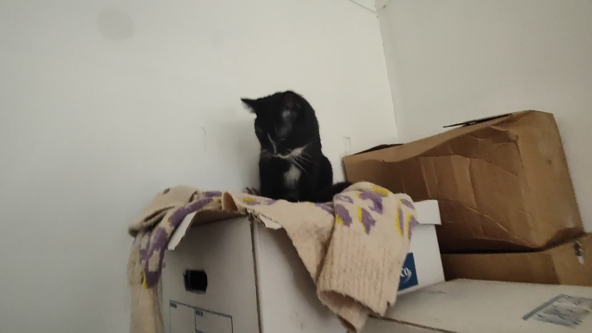 American Shorthair cats for sale: Year Old Male Tuxedo - Dwizzle - Video 3
