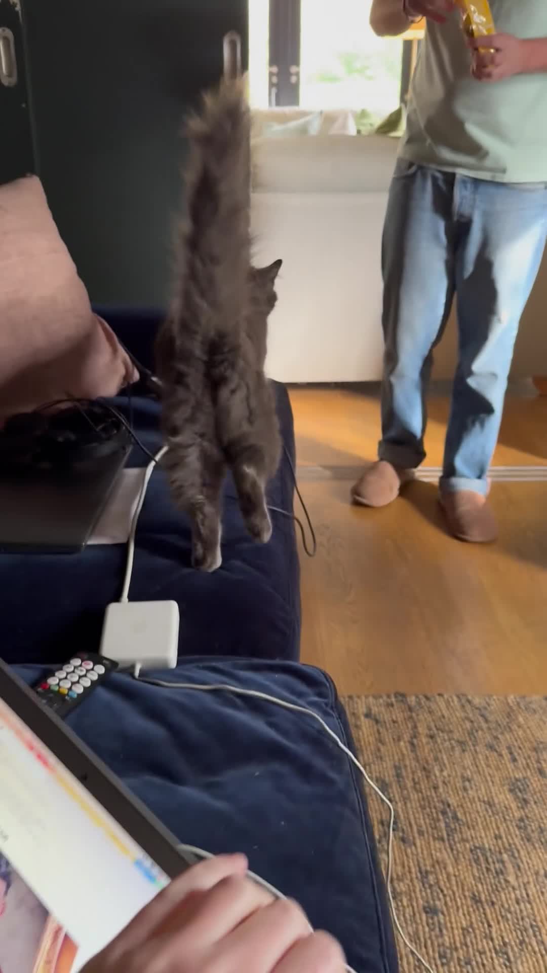 Russian Blue cats for sale: Sweet 4 Year Old Russian Blue Girl  - Video 1