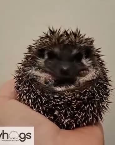 Pygmy Hedgehog rodents for sale: 4 Handsome Male African Pygmy Hedgehogs available  - Video 3
