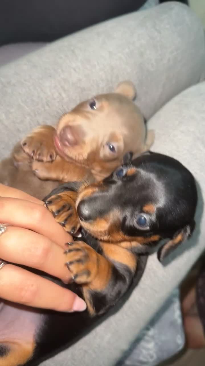 Miniature Dachshund dogs for sale: 2 miniature dachshunds - Video 2