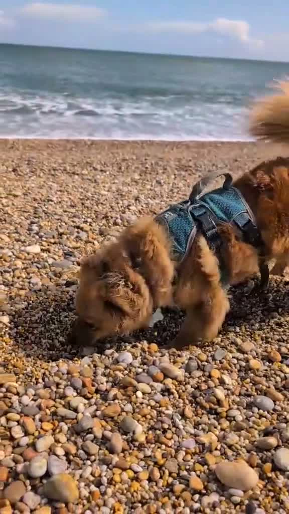 Mixed Breed dogs for adoption: Fabulous Freddy in Southampton - Video 1