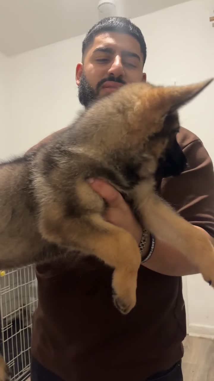 German Shepherd dogs for sale: Shepherd pups for sale - Video 1