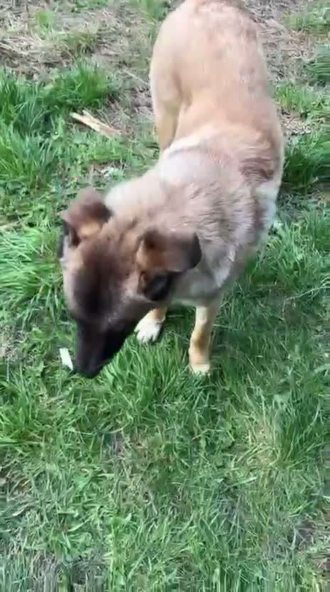 Mixed Breed dogs for adoption: 💛🐾 MILO, A LOVING BOY - FOR A NEW BEGINNING 🐾💛 - Video 2