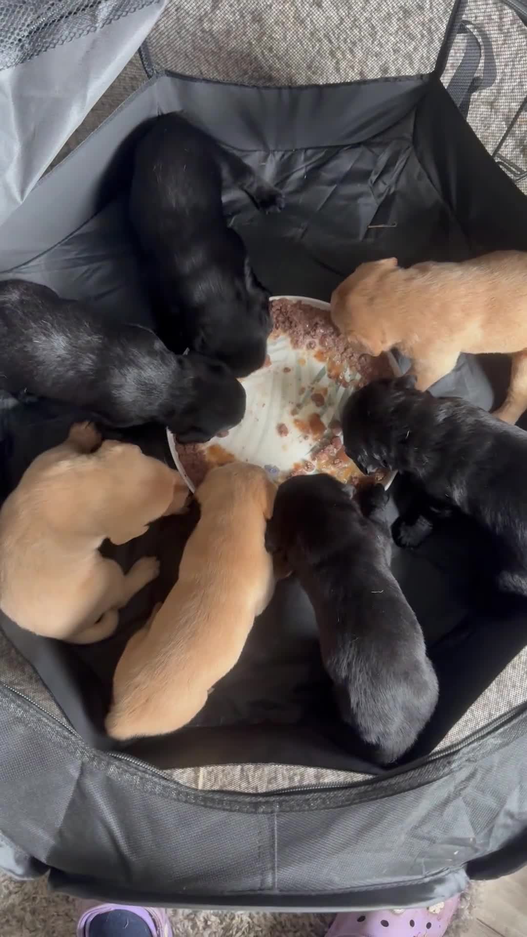 Labradoodle dogs for sale: Gorgeous Labradoodle pups - Video 1