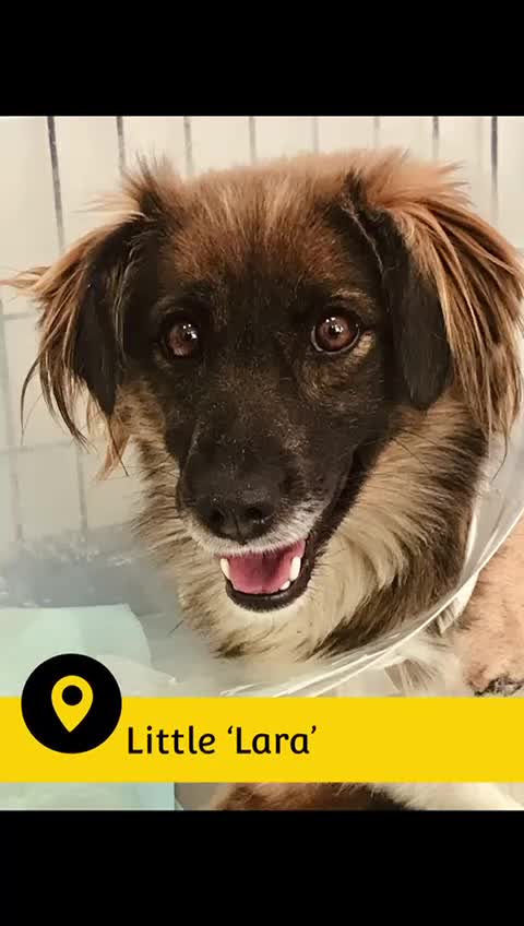 Mixed Breed dogs for adoption: Lara, 6 yrs old approx. Available for adoption. - Video 1
