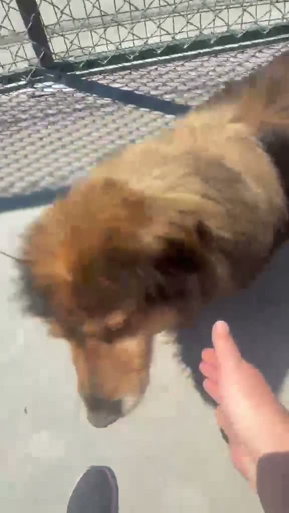 Mixed Breed dogs for adoption: Baloo, 10 yrs approx. Available for adoption. in Brixham - Video 3