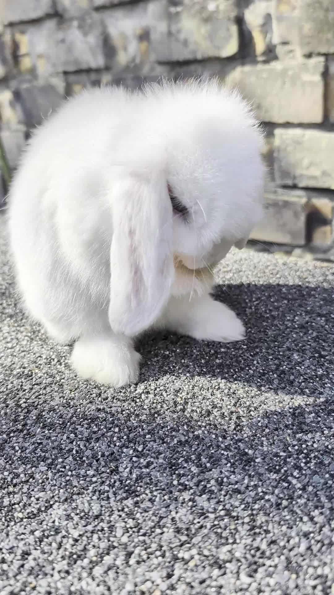 Mini Lop rabbits for sale: Mini lop babies looking for homes  - Video 1