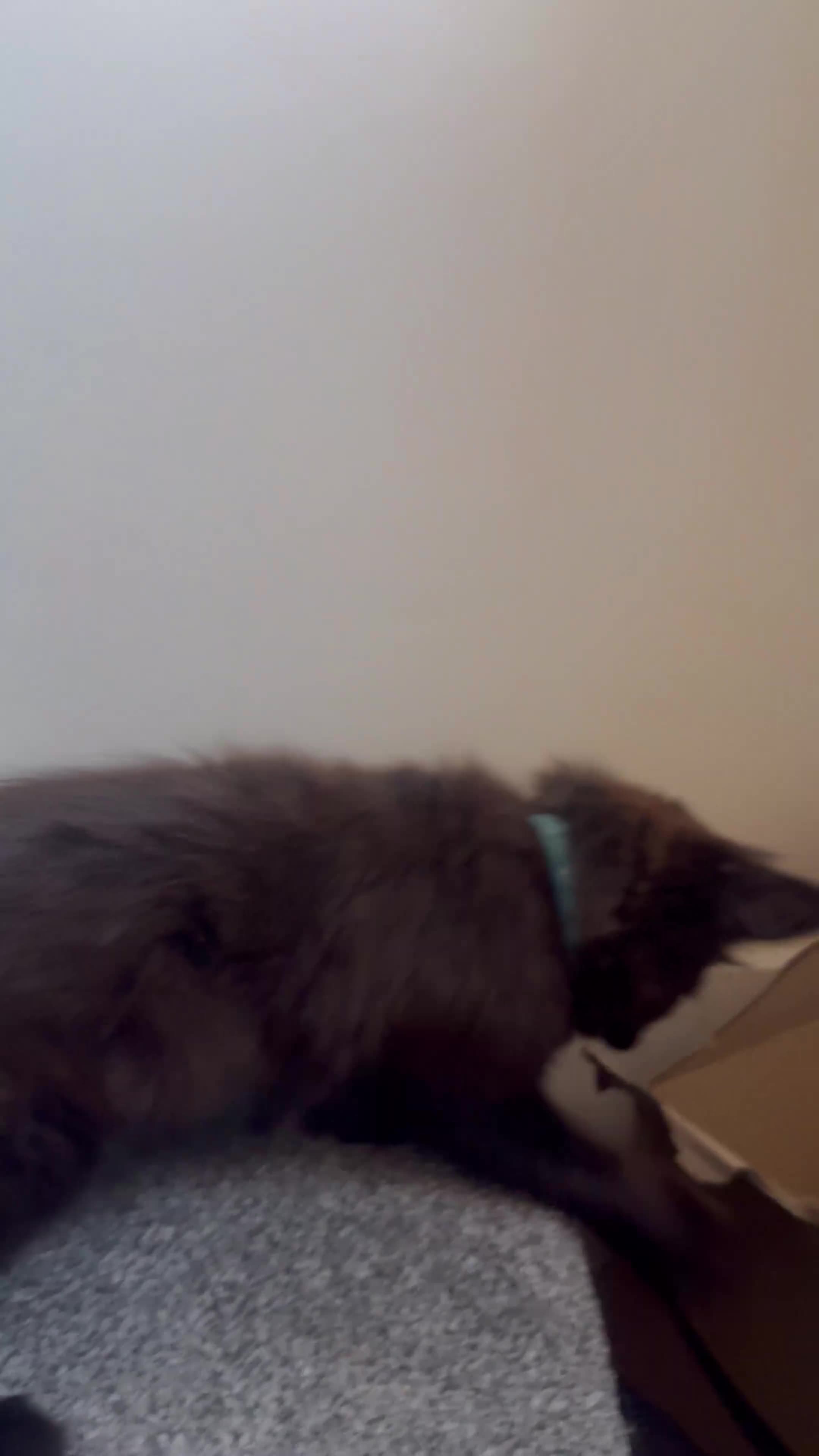 Maine Coon cats for sale: 3 Energetic and Loving Mainecoones - Video 4