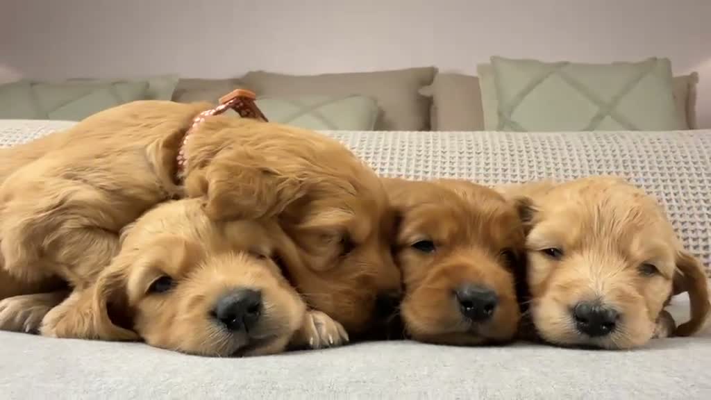 Goldendoodle dogs for sale: HEREDITARY HEALTH TESTED MUM. DNA TESTED DAD - Video 4