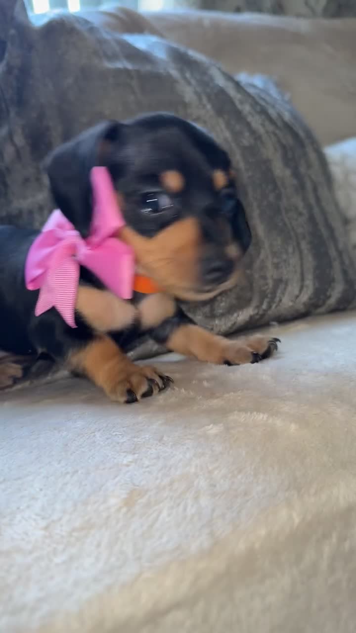 Miniature Dachshund dogs for sale: Two girl miniature daschunds - Video 4
