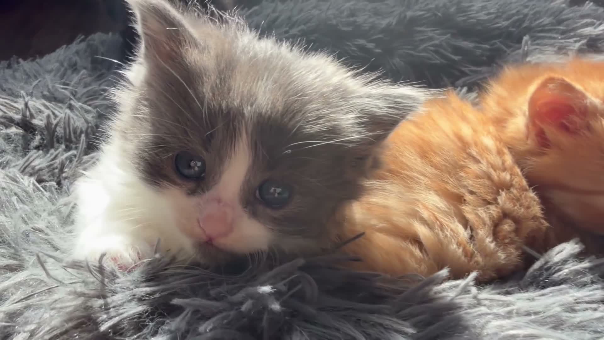 Mixed Breed cats for sale: Stunning kittens - Video 1