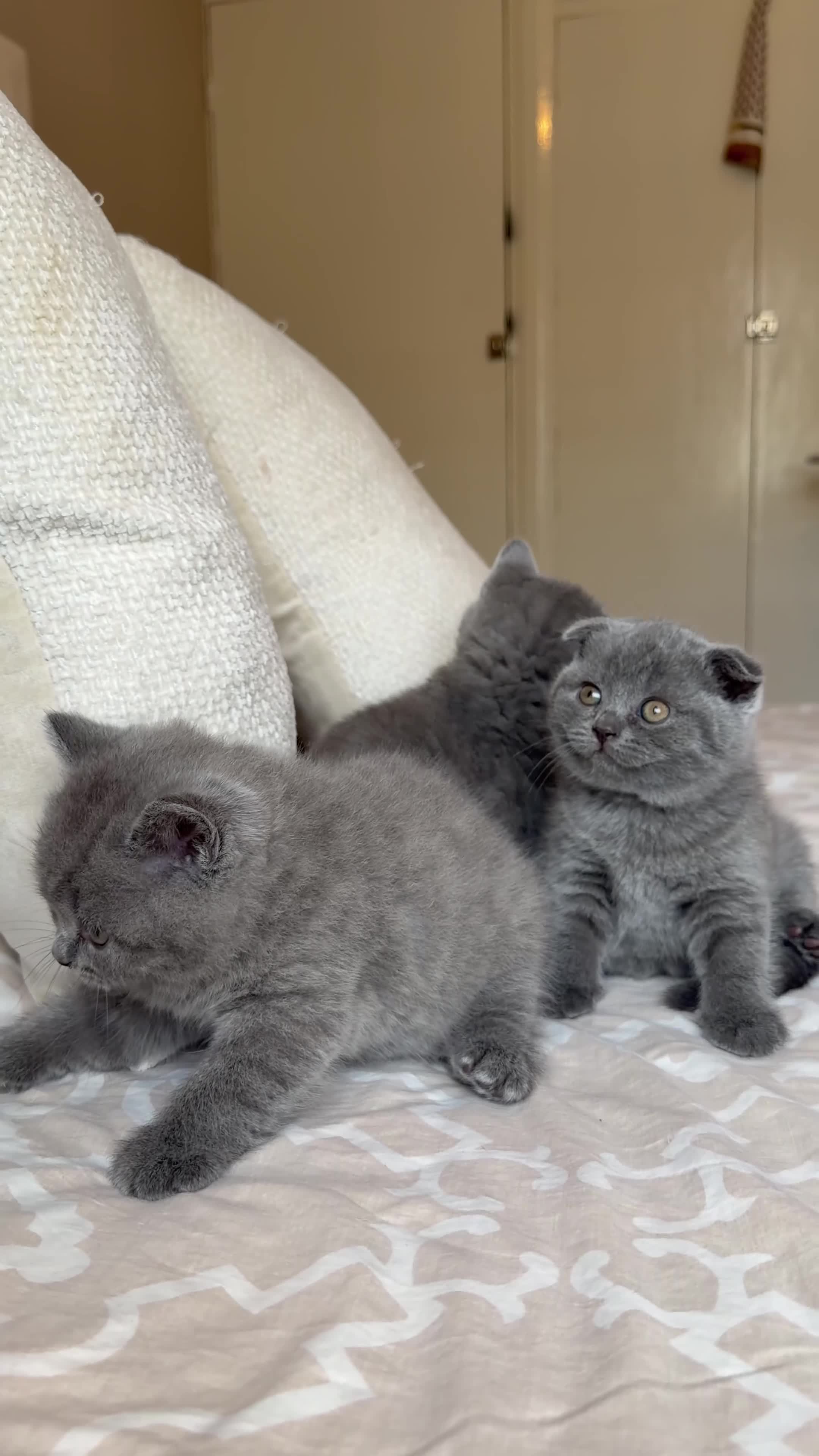 Scottish Fold cats for sale: Gorgeous blue Scottish folds/straights - Video 4