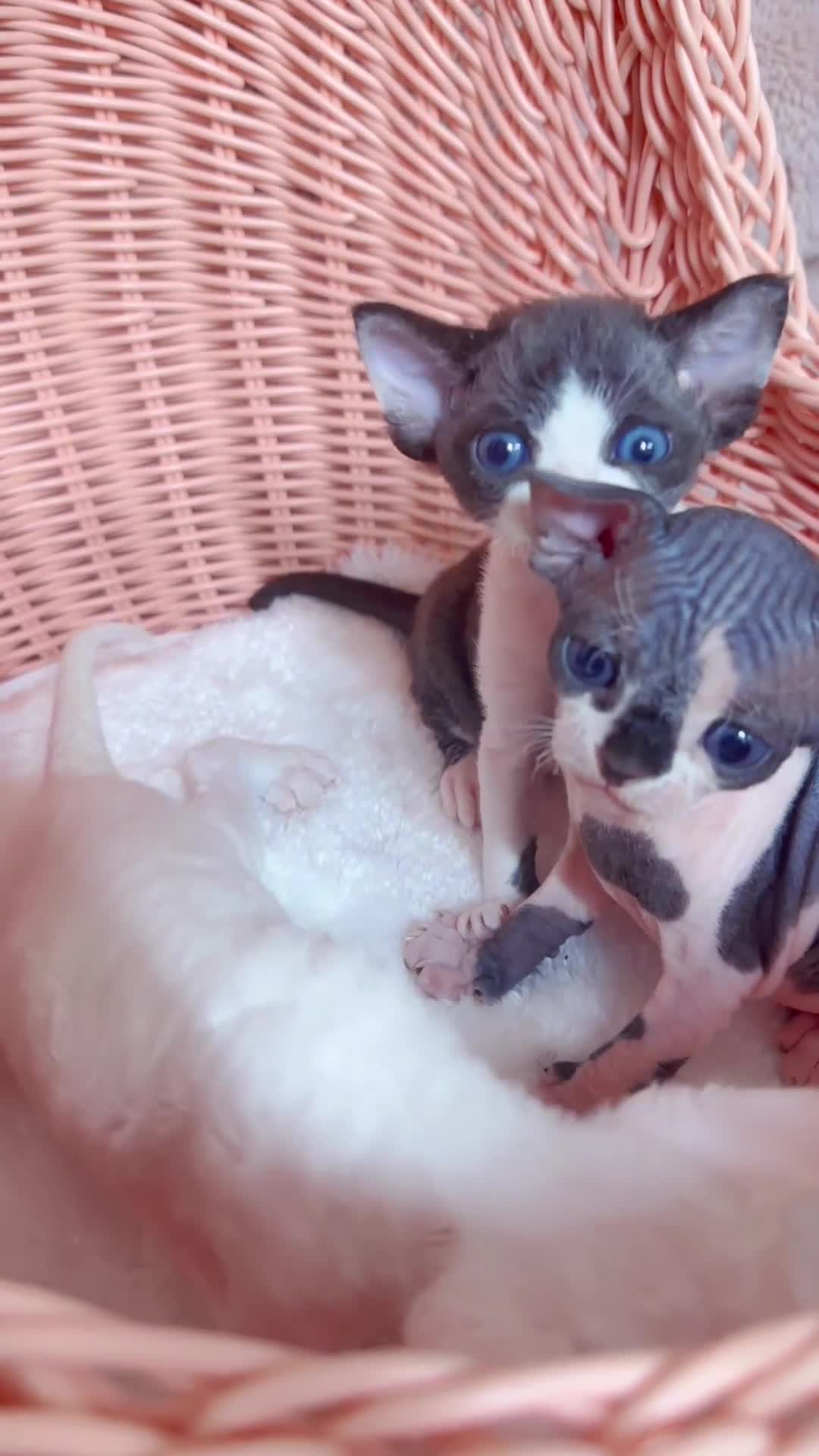 Devon Rex cats for sale: Beautiful Devon Rex kittens ❤️❤️❤️ - Video 2