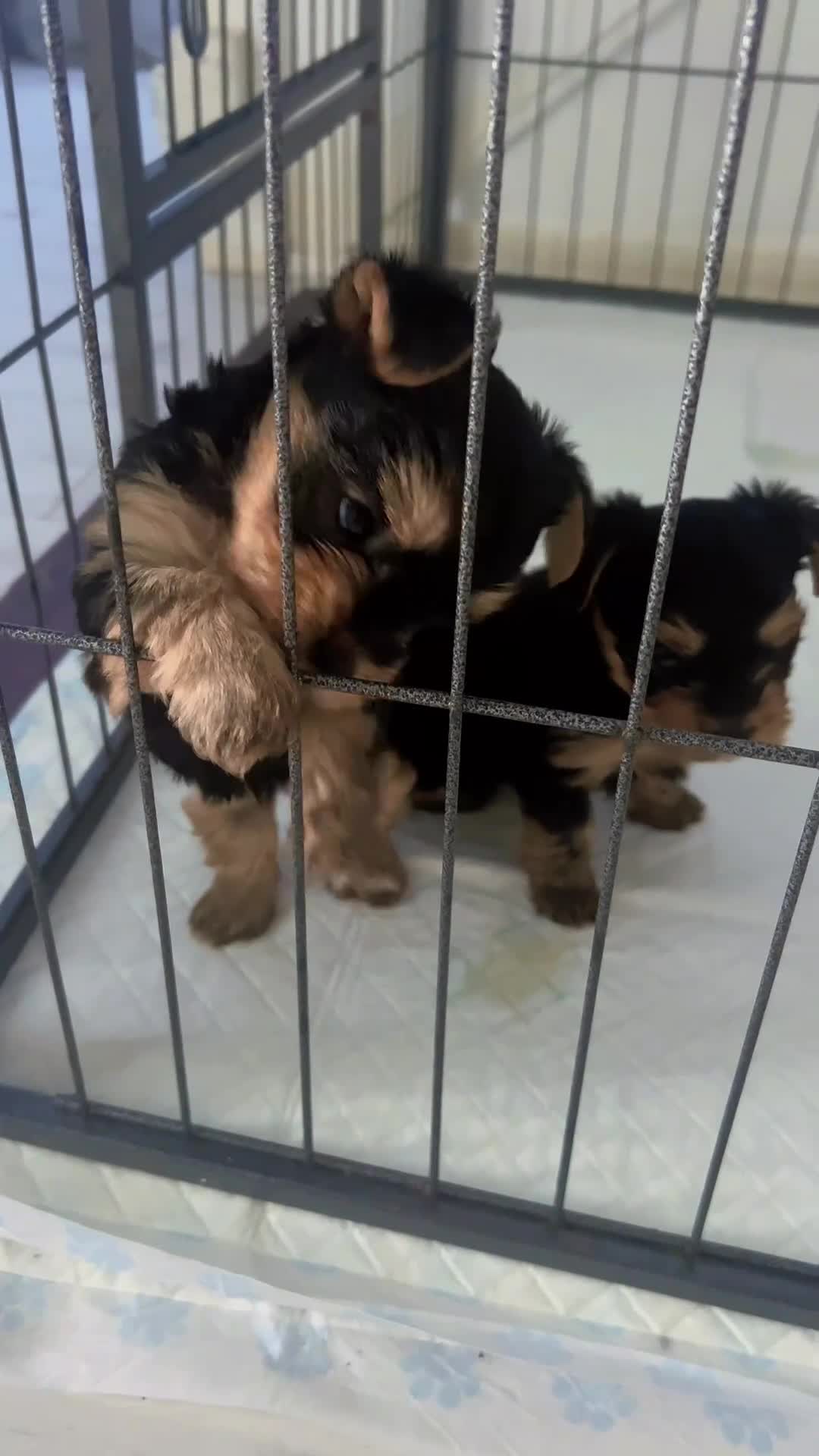 Yorkshire Terrier dogs for sale: Yorkshire Terrier Puppies  - Video 1