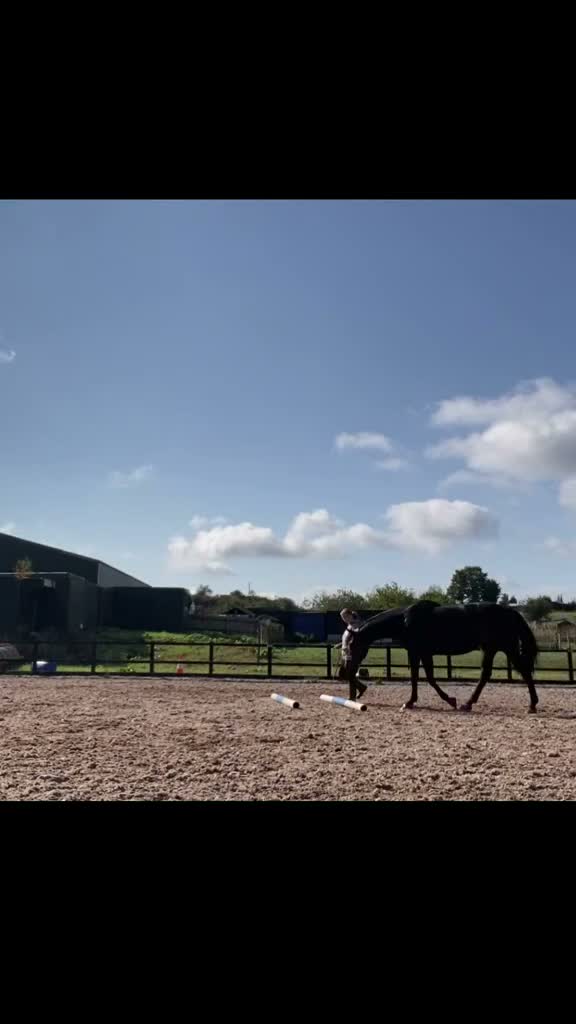 Irish Sports horses for sale: 16.2hh Irish sports horse mare project in Burton-on-Trent - Video 3