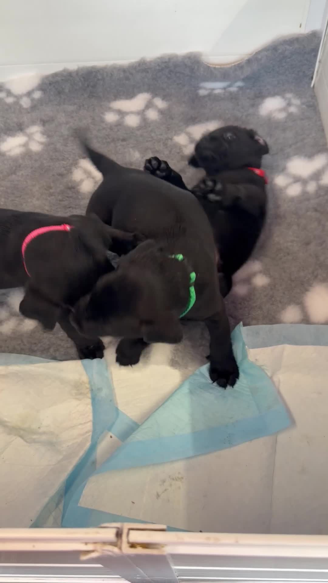 Labrador Retriever dogs for sale: Black Labrador pups boys and girls - Video 3