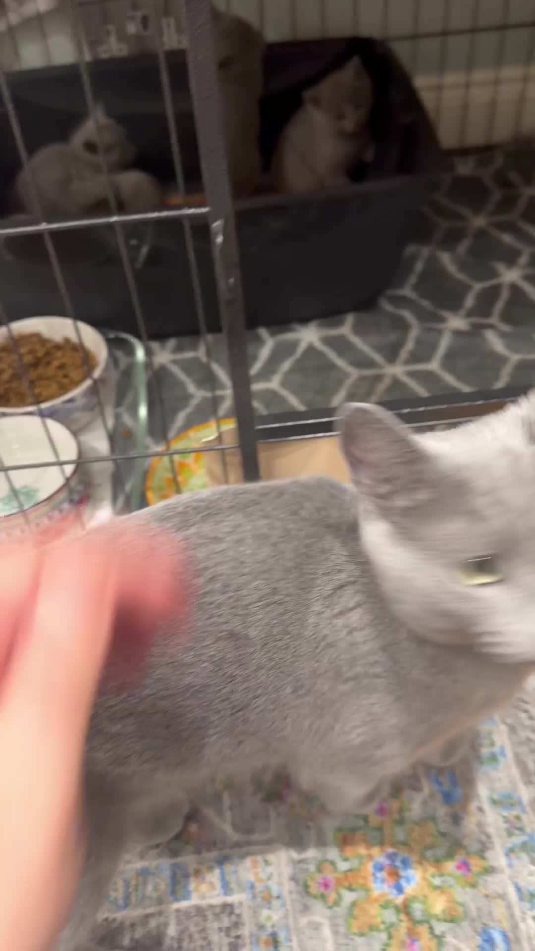 Russian Blue cats for sale: Russian blue kitten for sale,  Champion bloodline - Video 1