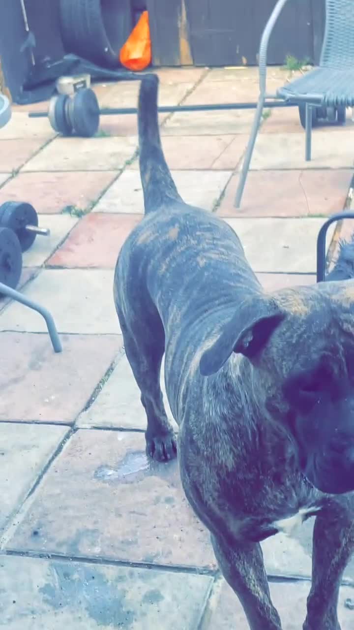 Presa Canario dogs for sale: Pressa Canario  - Video 1